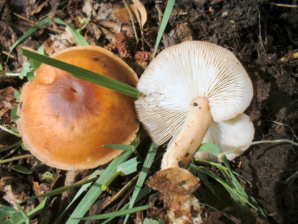 Marasmius oreades e Collybia dryophila